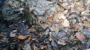 Разведение червя "Старатель"