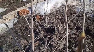 Размножение смородины черенкованием весной 2023 года