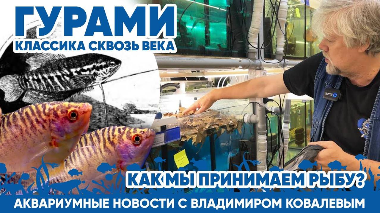 Гурами - классика сквозь века. Аквариумные новости с Владимиром Ковалевым (архив). смотреть онлайн