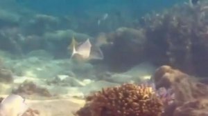 Большой барьерный риф / Австралия