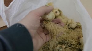 ТЮЛЬПАНЫ СРЕЗКА И ХРАНЕНИЕ. Болезни тюльпанов, топпинг. Выгонка тюльпанов - последний этап.