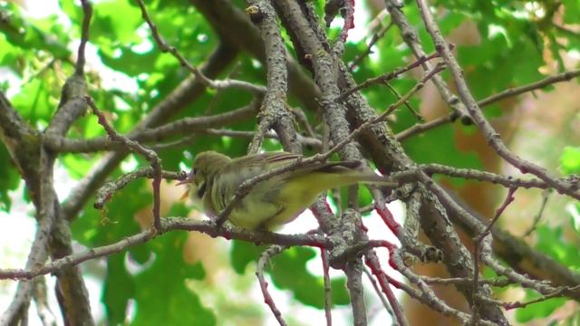 Зелёная пересмешка ( Hippolais icterina ) смотреть онлайн