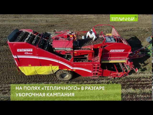 Свёкла уродилась в "Тепличном" смотреть онлайн
