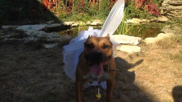 стаффорд людоед!!! смотреть онлайн