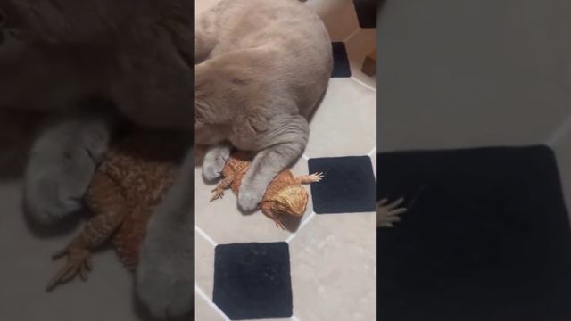 У котика есть рептилия