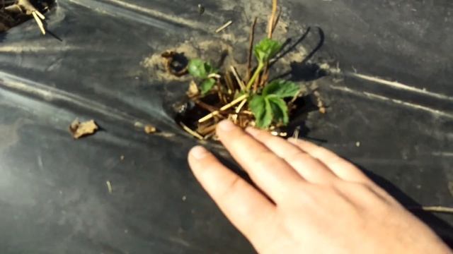 клубника после зимы . 4 апреля 2017 г. смотреть онлайн
