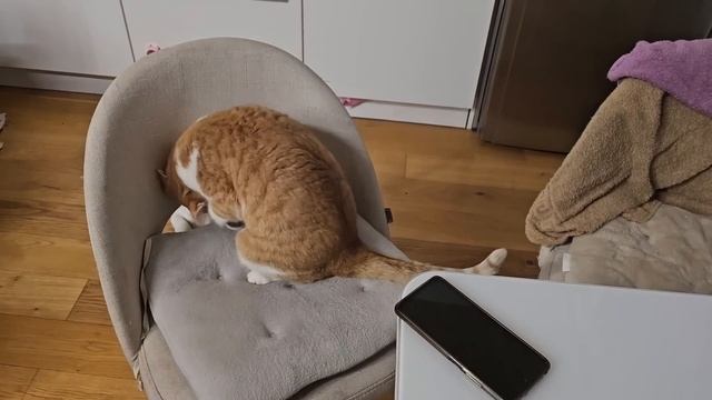 Принято решение разбирать старый дом/приехали друзья/получили классный подарок/приготовила пиццу. смотреть онлайн
