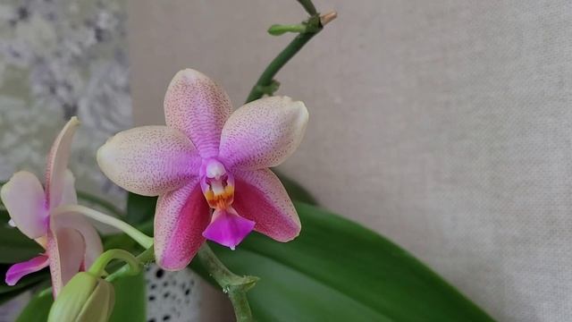 Цветение фаленопсисов. смотреть онлайн