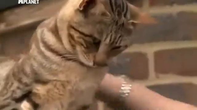 Сококе 101Kote.ru Sokoke 101Cats смотреть онлайн