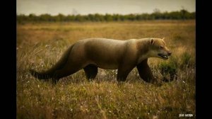 Амфицион гигантский - король амфиционид | Амфициониды, или собакомедведи | Мегахищники | Часть 2