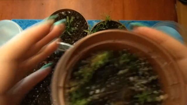 Хищные растения: рассаживаем сеянцы капской росянки смотреть онлайн