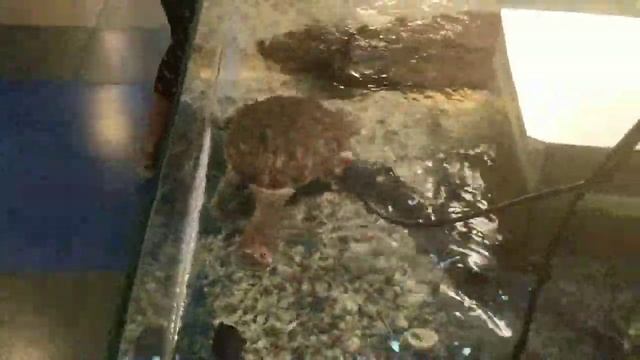 КОНТАКТНЫЙ ЗООПАРК В БИШКЕКЕ//ГУМ В БИШКЕКЕ//ZOO смотреть онлайн