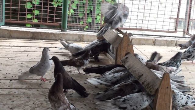 Лекарства, от всех недуг, от Николая Шапкина - любителя летной мраморной птицы. смотреть онлайн