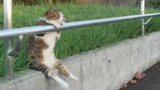 Кот присел отдохнуть смотреть онлайн