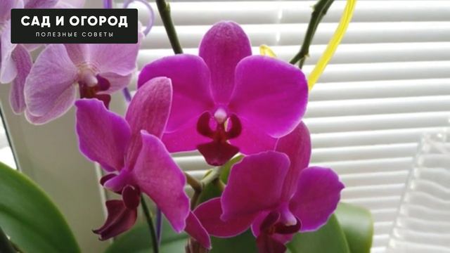 Немедленно В Феврале Внесите Пять Капель под Все Цветы смотреть онлайн