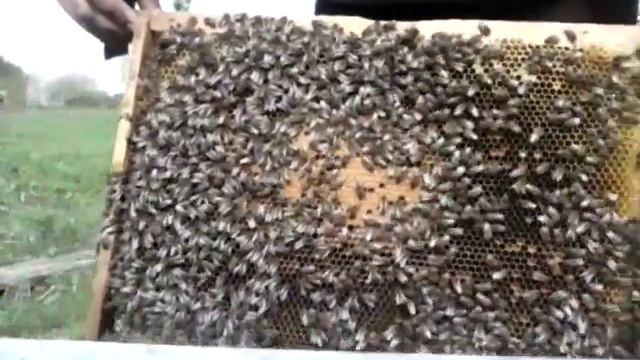 развитие пчелосемьи смотреть онлайн