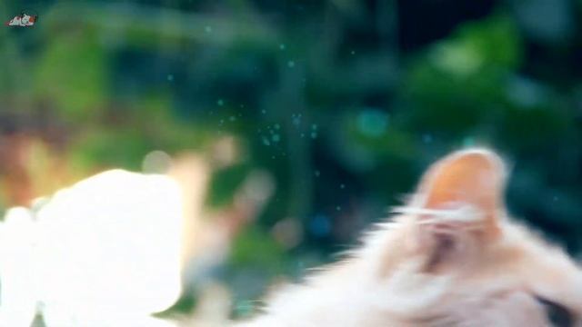 Anti-Anxiety Melodies For Cats and Kittens! Soothe your Cat with our Relaxation Music! смотреть онлайн
