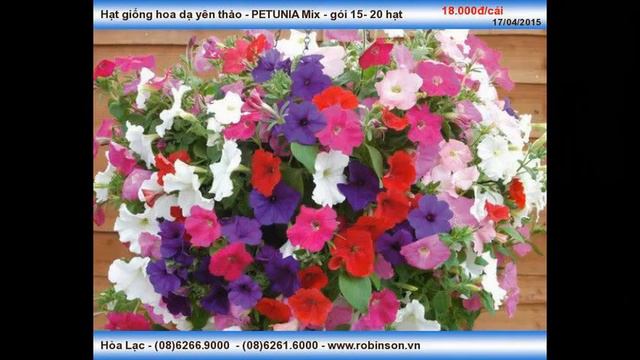 Giống Hạt Cây Hoa Dạ Yên Thảo Nhiều Màu