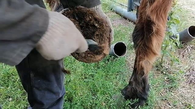 ЖЕРЕБЕЦ, РАСЧИСТКА КОПЫТ. КУЗНЕЦ. смотреть онлайн