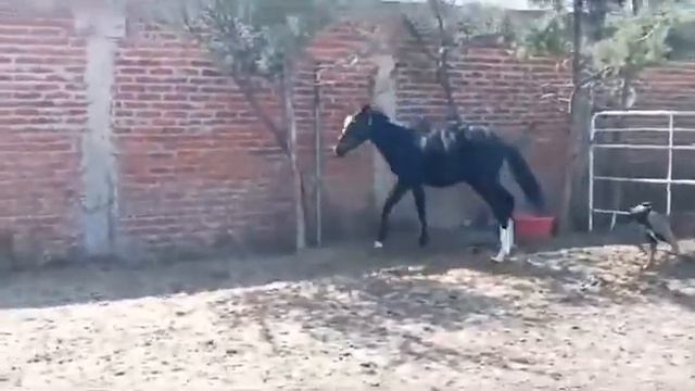 Azizam, Yearling Filly, Asterisco-Red Kilt, By Moscow Ballet (has Same Sire As Asterfuhr) Nov./2023