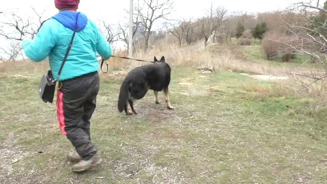 ПОЛИЦЕЙСКИЙ ПЁС Имо. POLICE DOG.German Shepherd.Немецкая овчарка.Одесса. смотреть онлайн