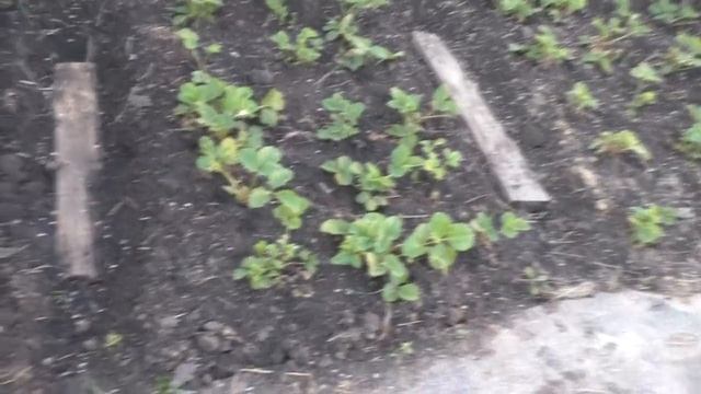 Такие дела, я угробила инкубационные яйца? смотреть онлайн