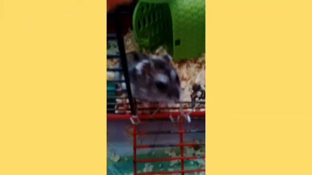 Угадываю знаки зодиака ваших животных!!!? смотреть онлайн