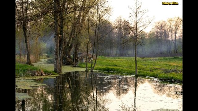 Звуки леса..Релакс 10 минут для медитации и хорошего настроения. смотреть онлайн