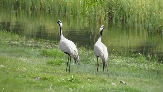 Журавли красавки танцуют. с.Акташ, Горный Алтай