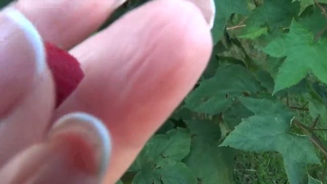 Дача в первый день осени.Часть 1.Чем занимаемся.Что еще цветет и плодоносит и об осени не думает. смотреть онлайн