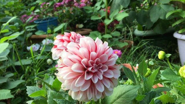 Георгины низкорослые бордюрные?Где  НАЙТИ  современные сорта-новинки?