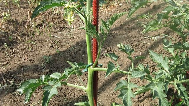 Пасынкование и Формирование ТОМАТОВ для увеличения урожая / Пасынкование Помидор смотреть онлайн