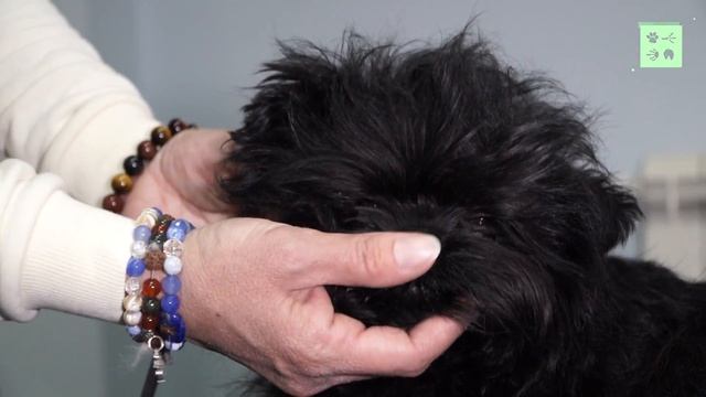 Аффенпинчер: от охранника к компаньону. Стандарт породы смотреть онлайн