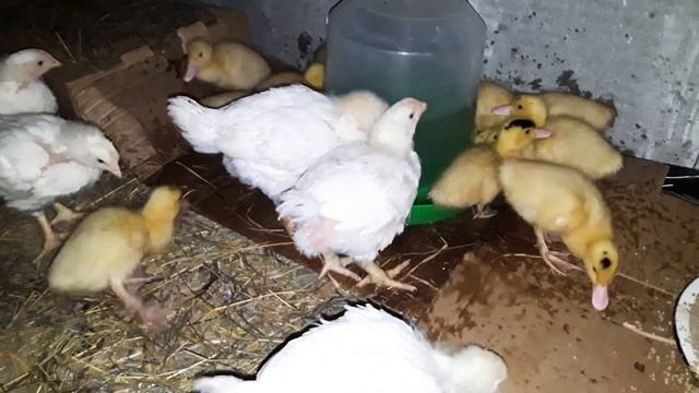 Утята Мулард и цыплята КОББ-500 недельные. Апрель 2019 смотреть онлайн