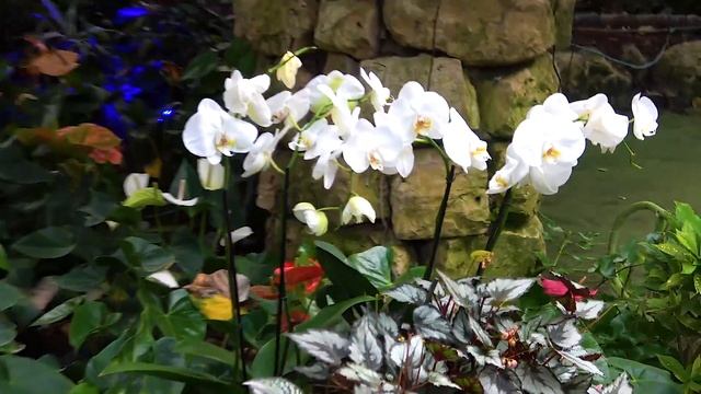 Emiloush Play ORCHID park ISRAEL Family Time. Парк ОРХИДЕЙ. смотреть онлайн