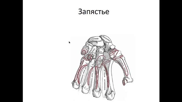 Кости кисти и лучезапястный сустав (вступление) смотреть онлайн