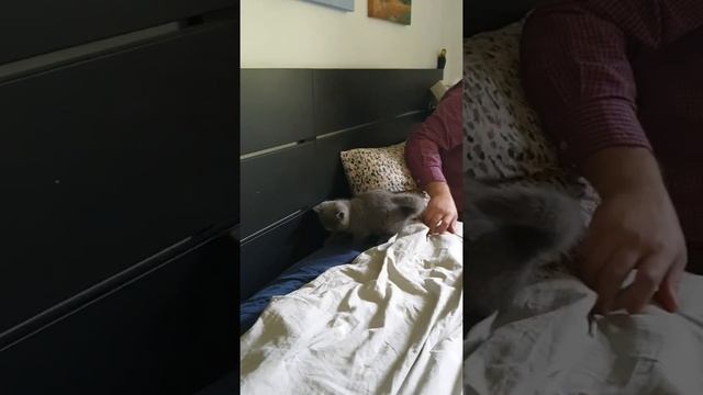 ПЕРВЫЙ ДЕНЬ КОТЕНКА ДОМА. Пушистое счастье - британский короткошерстный котенок. смотреть онлайн