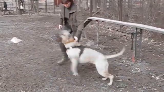 занятие 6 канарский дог C.Nonparel Elloy Diamant смотреть онлайн