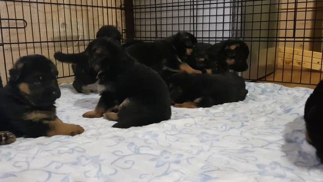 щенки немецкой овчарки