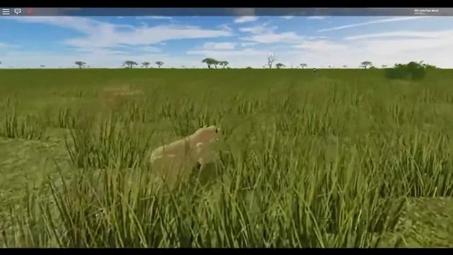 Lionnes hunt zebra ROBLOX Wild Savannah (old version) смотреть онлайн