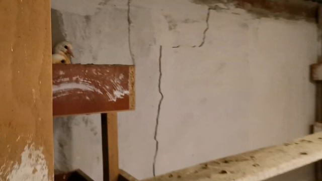 Вечер кормлю голубей. Зерносмесь с имбирём. I Feed Pigeons In The Evening. Food With Ginger.