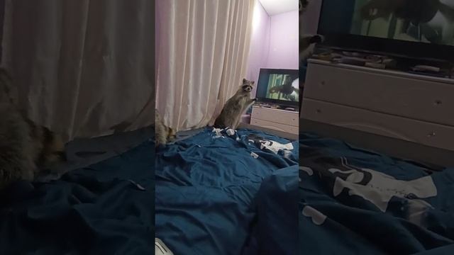 #ямыилюша #помощьбездомнымживотным #raccoon #собачки #собачки смотреть онлайн