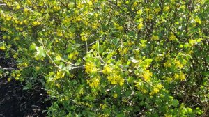 Золотистая смородина - это точно не Йошта