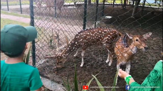 Visit to Zoo | Kids at the Zoo | Animals at the Zoo | Fun with Animals | Feeding Animals смотреть онлайн