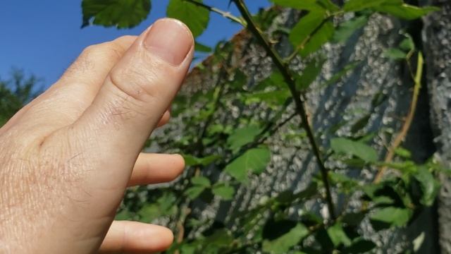 Дикоростущяя ежевика смотреть онлайн