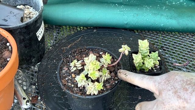 Variegated Crassula volkensii &Crassula perforata смотреть онлайн