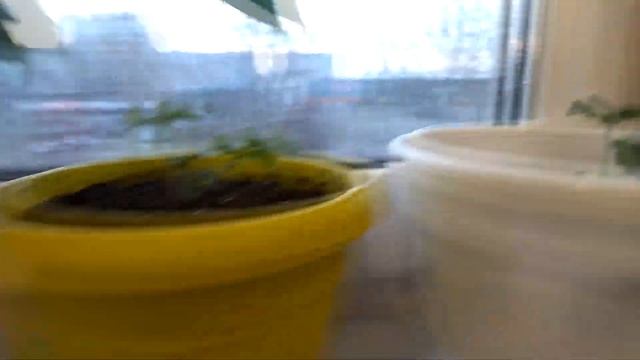 ПРОСТАЯ ЖИЗНЬ// ПОЕХАЛИ В ГОСТИ// У НАС ВЫХОДНЫЕ