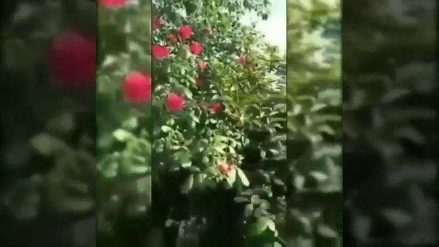 Медитативная практика " Соединение с маткой" смотреть онлайн