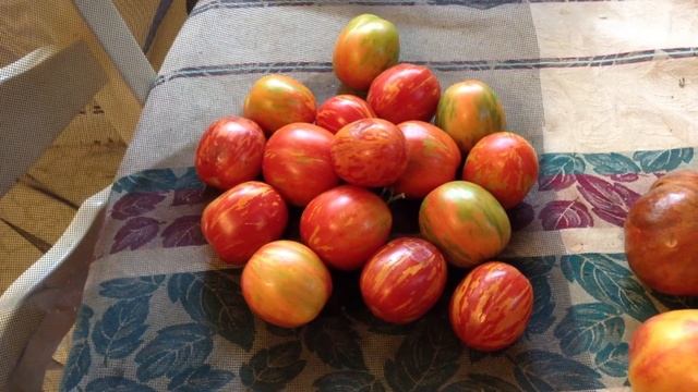 Russian Queen Tomatoes смотреть онлайн