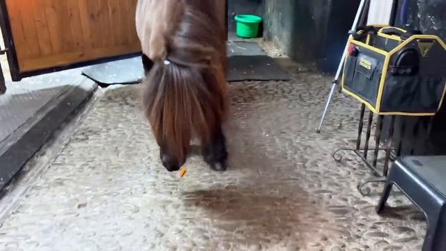 Ночь в отеле с настоящим пони смотреть онлайн